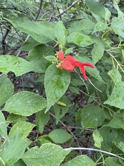 Salvia sessei