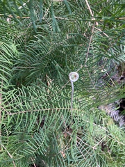 Gleichenia microphylla