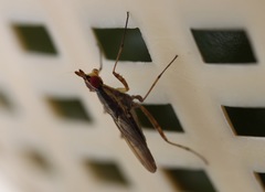 Neriidae