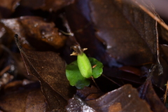 Corybas cheesemanii