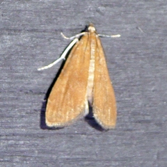 Elophila gyralis