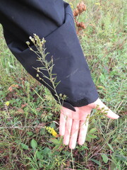 Lespedeza leptostachya