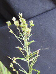 Lespedeza leptostachya