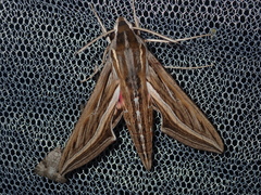 Hippotion celerio