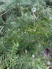 Gleichenia microphylla