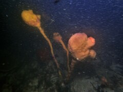 Pyura spinifera
