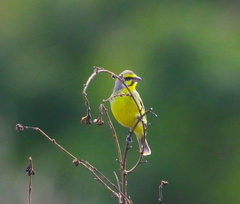 Crithagra mozambica
