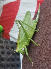 Tettigonia cantans