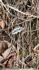 Abraxas grossulariata