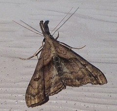 Palthis angulalis