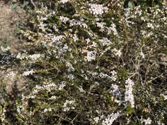 Cyanothamnus anemonifolius