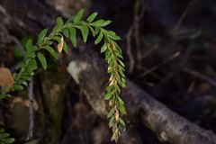 Tmesipteris tannensis