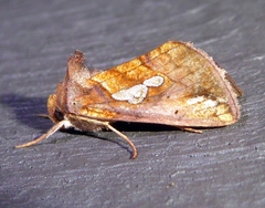 Plusia putnami