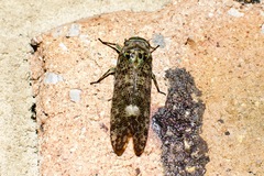 Fulgoroidea
