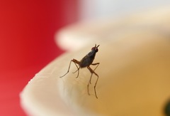Neriidae