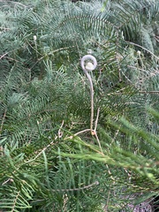 Gleichenia microphylla