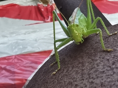 Tettigonia cantans