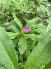 Talinum fruticosum