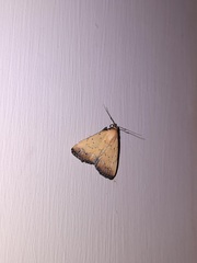 Lepidoptera