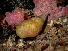 Pagurixus jerviensis