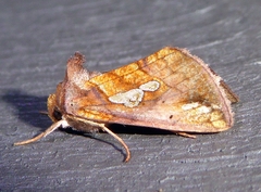 Plusia putnami
