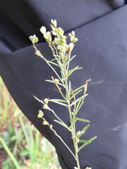 Lespedeza leptostachya