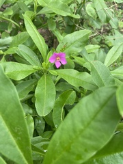 Talinum fruticosum