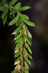 Tmesipteris tannensis