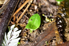 Chiloglottis cornuta