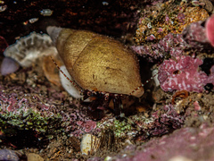 Pagurixus jerviensis