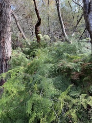 Gleichenia microphylla