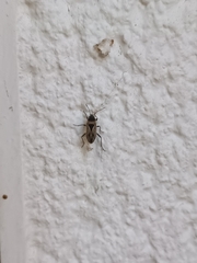 Xanthochilus saturnius
