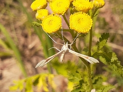 Gillmeria pallidactyla