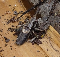 Pholidoptera griseoaptera