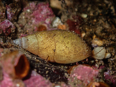 Pagurixus jerviensis