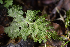 Hymenophyllum scabrum
