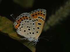Lycaena thersamon