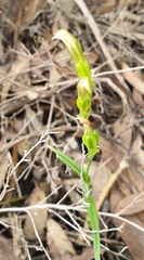 Pterostylis prasina