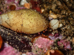 Pagurixus jerviensis