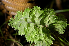 Hymenophyllum scabrum