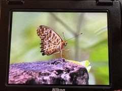 Argynnis hyperbius