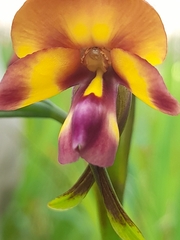 Diuris magnifica