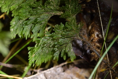 Hymenophyllum scabrum