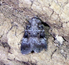Feltia geniculata