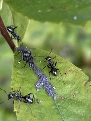 Formica fusca