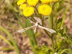 Gillmeria pallidactyla