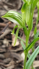 Pterostylis prasina