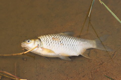 Barbonymus gonionotus