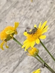 Eutricharaea