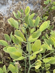 Zygophyllum fabago